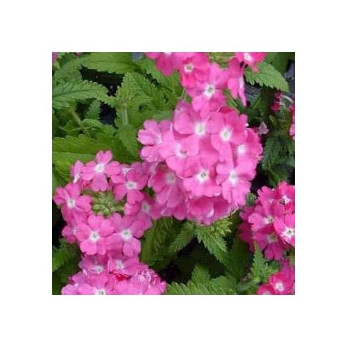 Pink Verbena Annual Flower Seeds pink verena annual flower seeds