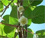 Eigenschaften fesaja-versand  / Kiwi, chinesischer Strahlengriffel / Actinidia chinensis (Saatgut, Samen)