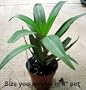Hirt's Purple Moses in the Cradle Plant - GREAT HOUSE PLANT