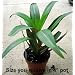 Hirt's Purple Moses in the Cradle Plant - GREAT HOUSE PLANT