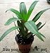 Purple Moses in the Cradle Plant - GREAT HOUSE PLANT