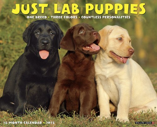 Just Lab Puppies 2015 Wall Calendar