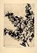 1906 Article Fruit Tree Garden Produce Peach Apple Blossom Orchard Flower McAdam - Original Print Article