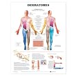 Dermatomes