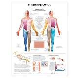 Dermatomes Anatomical Chart