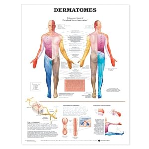 Dermatomes Anatomical Chart by Anatomical Chart Company