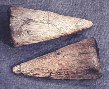 Iguanodon Thumb Spike