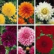 Dinnerplate Dahlia Collection - 6 Top-Sized Root Clumps