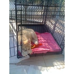 Midwest Life Stages Single-Door Folding Metal Dog Crate