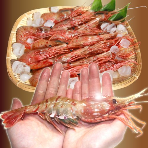 特大子持ちボタンエビ 1.0kg お刺身用の高級海老 プチプチの卵が絶品