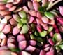 Lost Love Succulent Mix 20 Seeds - Anacampseros
