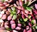 Lost Love Succulent Mix Anacampseros 20 Seeds