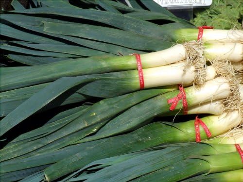 2g (Approx. 700 - 740) Leek Seeds "Elephant" Best for Storage or Fresh Use, Very Mild Taste 'Fresh Seeds - Best Before 12.2017!'