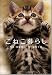 こねこ暮らし (ソフトバンク文庫NF)