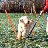 Agility - Parcours 12 Stangen