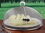 Ant Food Cover 05 275