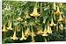 Canvas Prints of Brugmansia / Angel Trumpet from Ardea Wildlife Pets