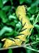 Deaths Head Hawk Moth, Larva Photographic Poster Print by Alastair Shay, 18x24