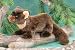 11 Pine Marten Martes 