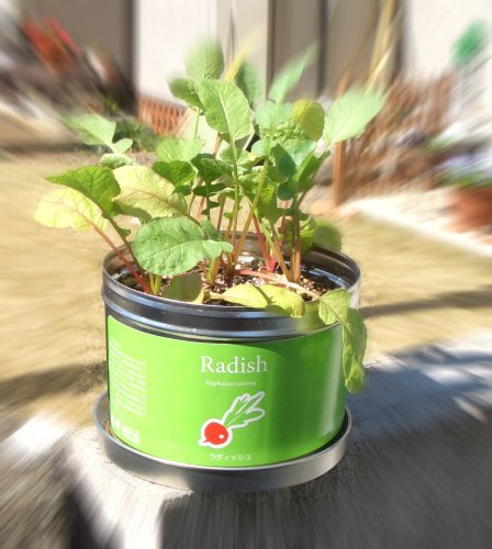 ラディッシュの栽培セット！リトルガーデン（Little Garden）　・プロ　ラディッシュ
