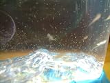 Dr. Jordans Super Love Potion Sea Pets