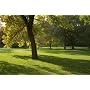 Shaded/woodland shady Area Grass seed Lawn Seed 5k&hellip by Meadowmania