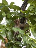 Rhesus Macaque, (Macaca Mulatta), Bandhavgarh N.P., Madhya Pradesh, India Photographic Poster Print by Thorsten Milse, 24x32