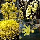 Eigenschaften tropical.garden  / Paket Nr. 25 / 4x verschiedene Früh- und Winterblüher (5K Frühlings-Zaubernuss, 5K Winterorchidee, 10K Winterhasel, 10K Japan. Kornellkirsche)