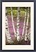 Framed Prints of Silver birches - on heathland from Ardea Wildlife Pets