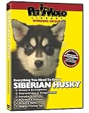 SIBERIAN HUSKY DVD! Includes Dog & Puppy Training Video