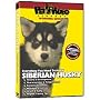 SIBERIAN HUSKY DVD! Includes Dog & Puppy Training Video