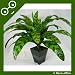 48cm Potted Artificial Silk Rattlesnake (Calathea Insignis) Plant ~ Office Plant with Pot ~ Home & Kitchen Decoration