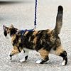 Premier Pet Come with me Kitty Harness Medium Royal Blue