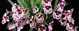Miltoniopsis Rubenesque orchid large seedling