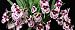 Miltoniopsis Rubenesque orchid large seedling