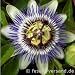 blaue Passionsblume (Saatgut, Samen)