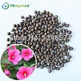 100pcs /ロット、ハイビスカス盆栽種子。ハイビスカスMoscheutosルナレッド。美しいANS大きな花。花の種子、。