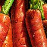 Carrots Art Print Poster By Alma'ch, 10  x 10 