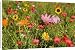 Canvas Prints of Summer flower mix - colourful summer flower mix of cosmea, scarlet flax, from Ardea Wildlife Pets