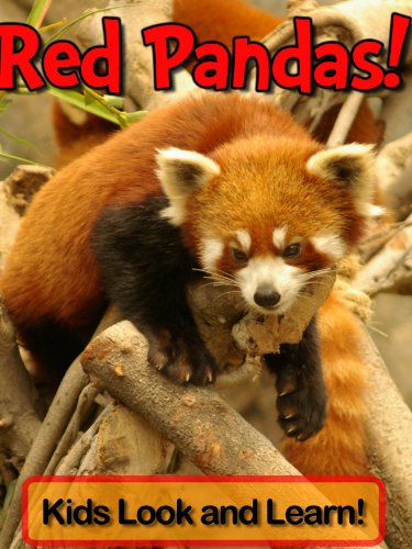 Red Pandas! Learn About Red Pandas and Enjoy Colorful Pictures - Look and Learn! (50+ Photos of Red Pandas)