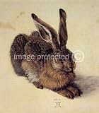 Albrecht Durer CANVAS ART PRINT A Young Hare
