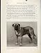 FINE ART OLD PRINT DOG HOUND BULL MASTIFF PET ANIMAL