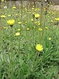 Eigenschaften Dachstauden  / Hieracium pilosella - Mausohrhabichtskraut, 6 Pflanzen