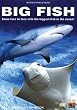 Big Fish: Come Face to Face with the Biggest Fish in the Ocean!