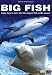 Big Fish: Come Face to Face with the Biggest Fish in the Ocean!