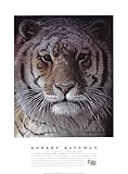 Tiger Portrait Finest LAMINATED Print Robert Bateman 24x32 Tiger Portrait Finest LAMINATED Print Robert Bateman 24x32
