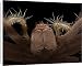 Canvas Prints of Scanning Electron Micrograph (SEM) of a female Common House Spider (Tegenaria from Robert Harding