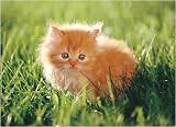 Melissa and Doug 1350 Orange Kitten Cardboard Jigsaw Puzzle