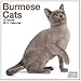 Burmese Cats 2012 Wall Calendar #30413-12 by Avonside Publishing