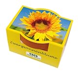 Mini-Pflanzset Zwergsonnenblume